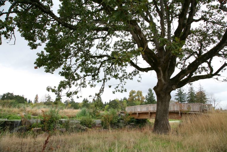 bridge behind tree in field at Talking Water Gardens