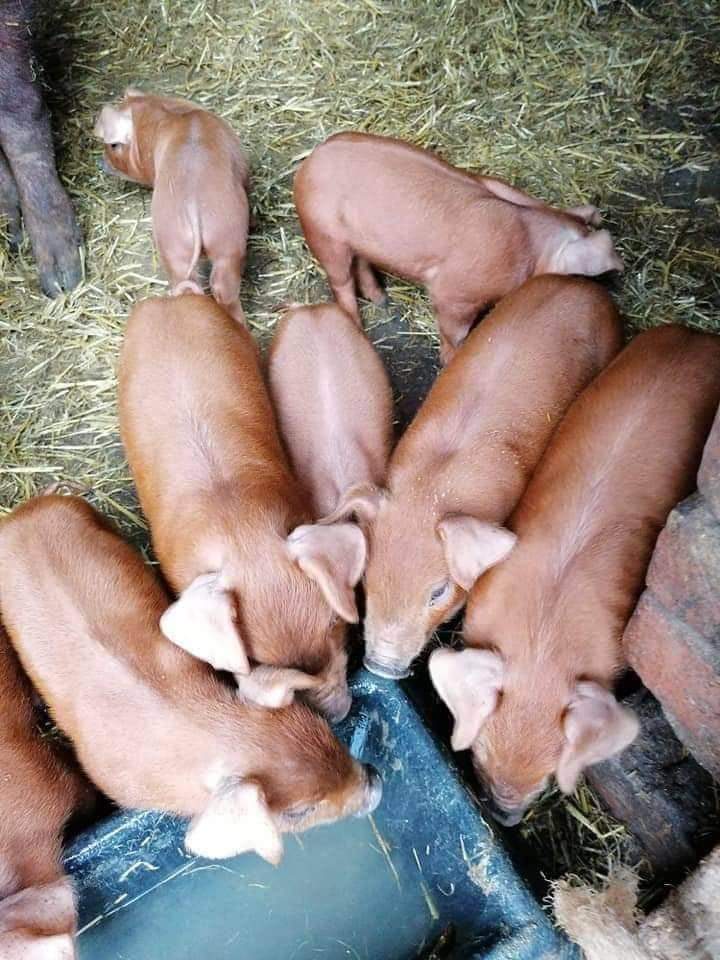 Duroc Pigs Available | texas| orderlivestock.com