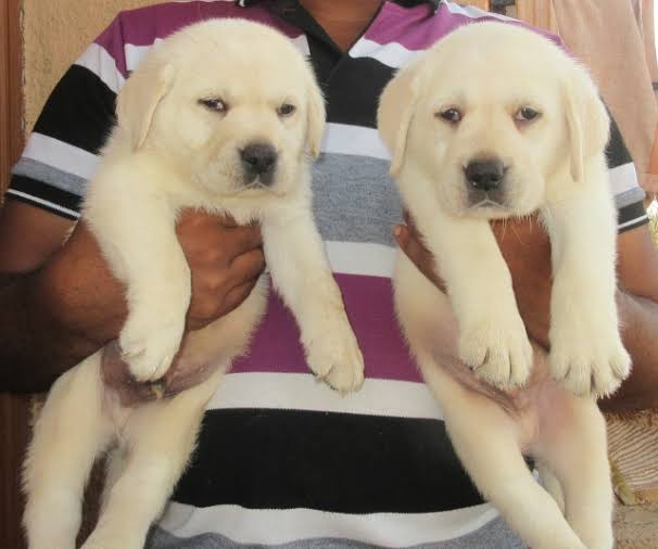 Full breed labrador retriever dog/puppy available for sale going for n55,000 contact:08145445191