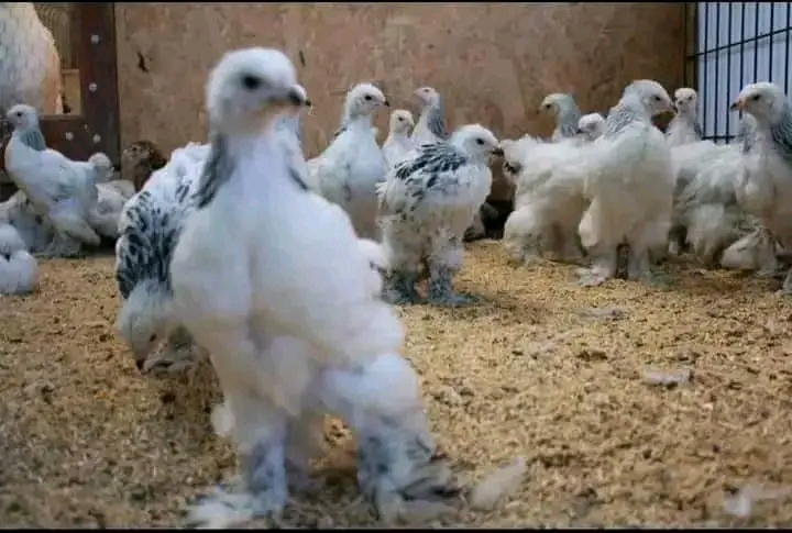 Brahma Chickens For Sale