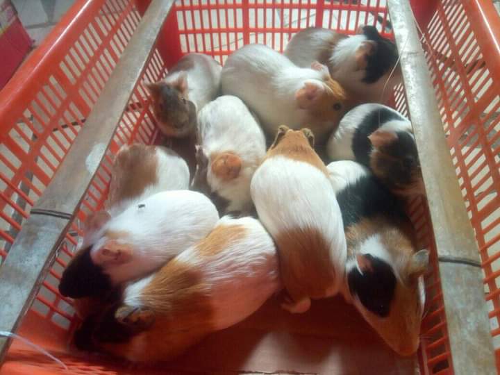 View of Guinea Pigs For Sale | Free Online Marketplace to Buy & Sell in Nigeria