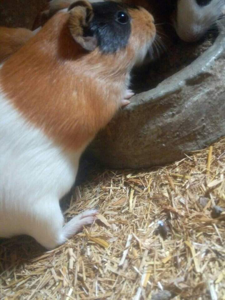Guinea Pigs For Sale | Free Online Marketplace to Buy & Sell in Nigeria