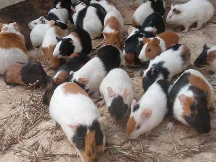 Guinea Pigs For Sale | Free Online Marketplace to Buy & Sell in Nigeria - Guinea Pig Online Marketplace