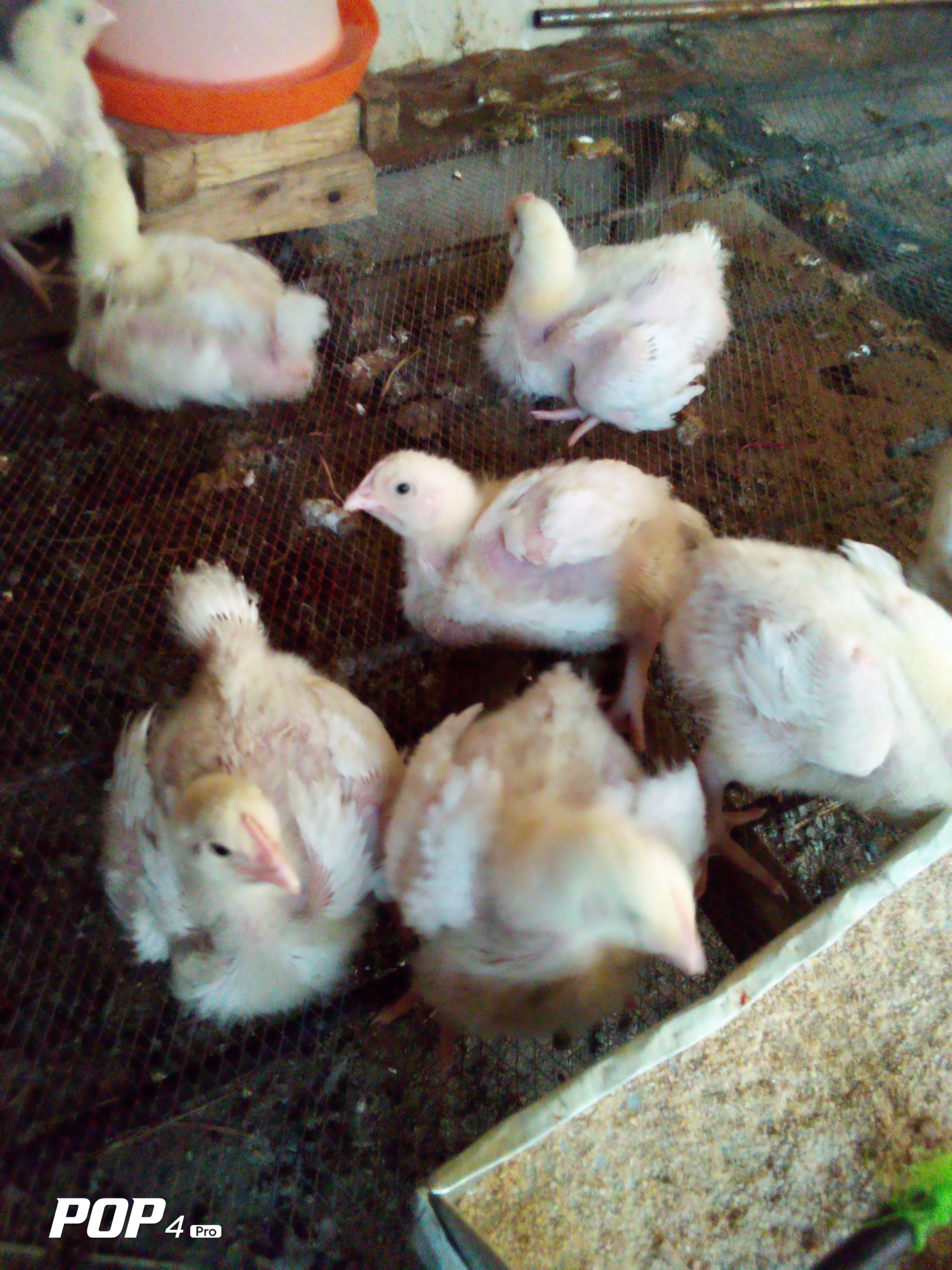 3weeks+ Broilers For Sale | Free Online Marketplace to Buy & Sell in ...