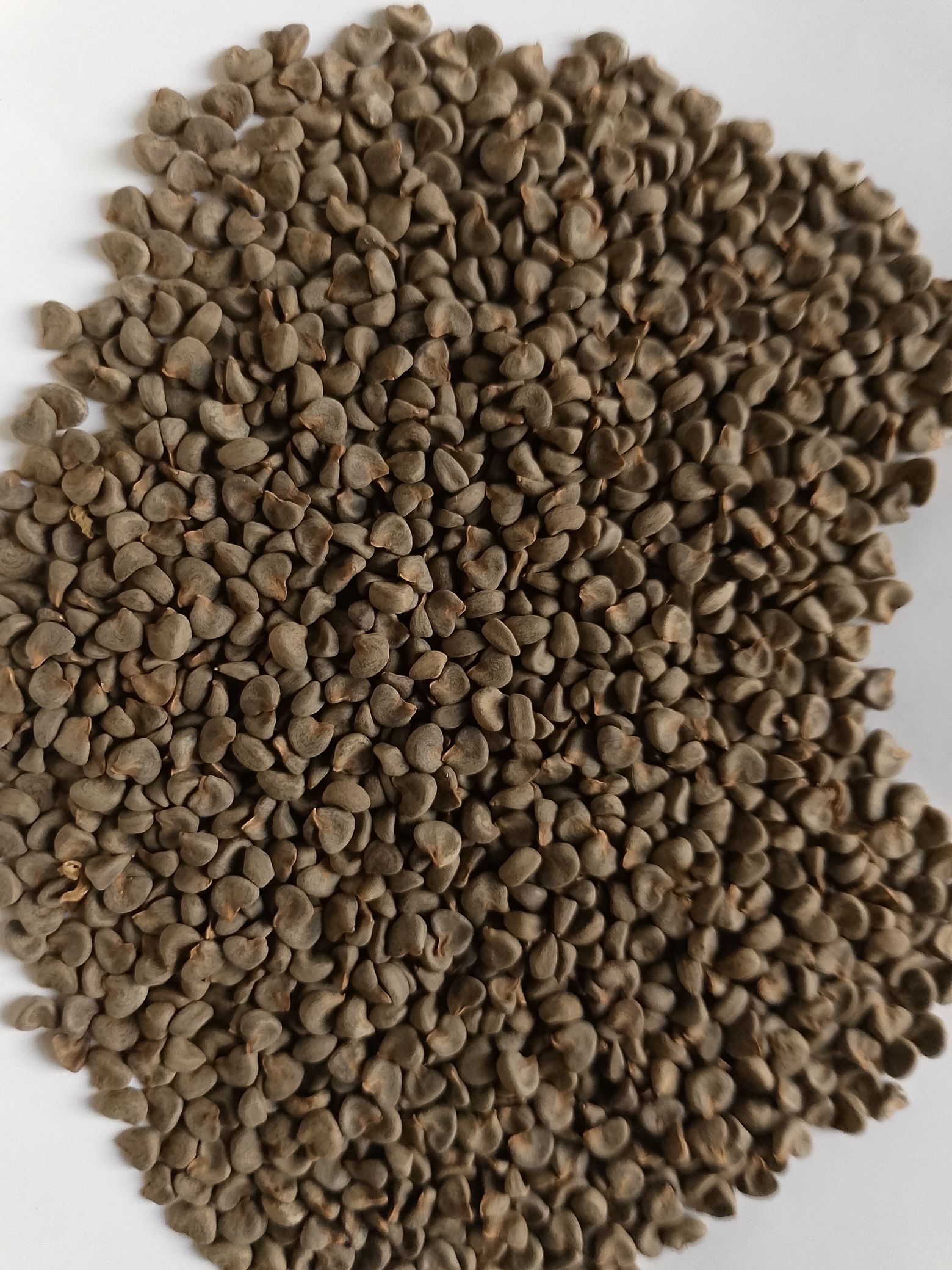 mixed wildflower seeds Bulk Heirloom Wildflower Seed Mix