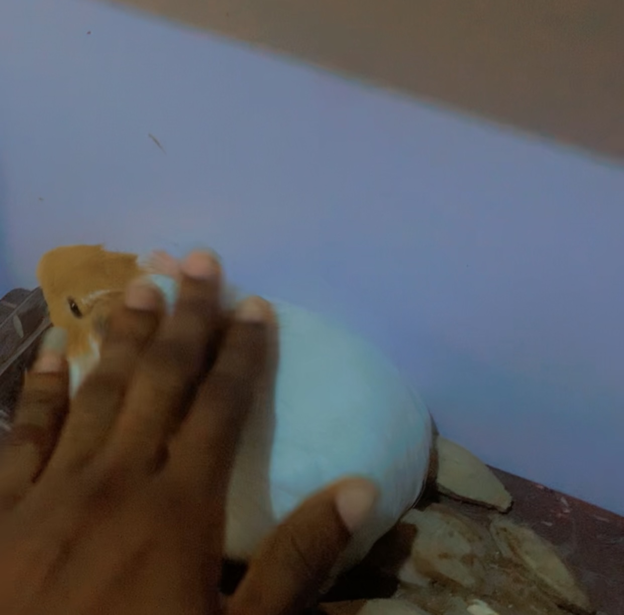 Guinea Pigs | Free Online Marketplace to Buy & Sell in Nigeria - Guinea Pig Online Marketplace