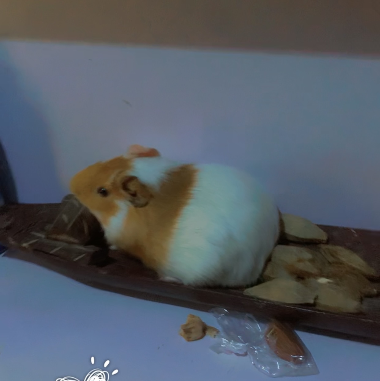 Guinea Pigs | Free Online Marketplace to Buy & Sell in Nigeria - Guinea Pig Online Marketplace