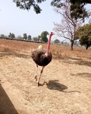 Ostrich