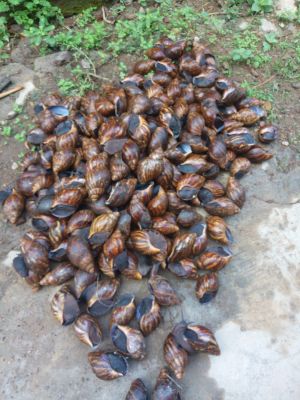 Snail delicacy,big achanata and variety