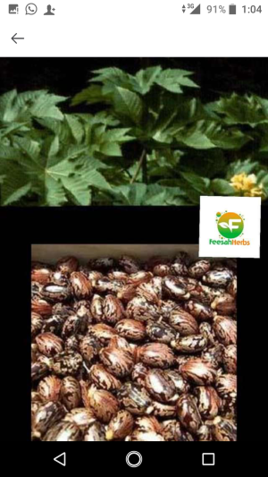 Castor seed