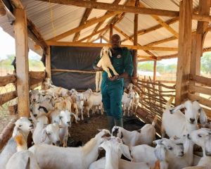 Savanna breed goats