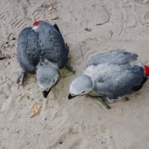 Africa grey parrot