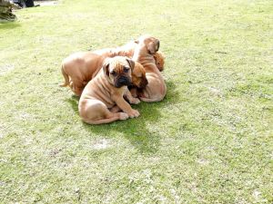 Boerboel