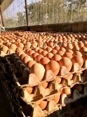 Nigeria eggs dealers