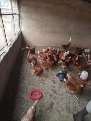 Layers chickens available for sale