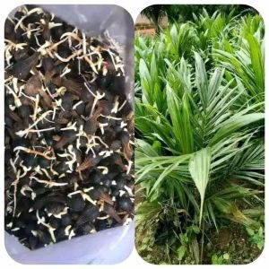 Oil palm for sale