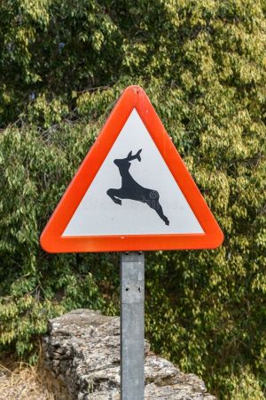 Wild animals warning road traffic street sign