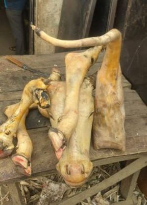 Cow head, legs and tail