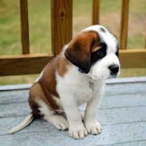 Saint bernard