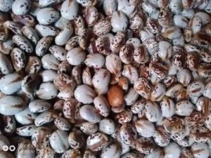 Brazilian white castor oil seed