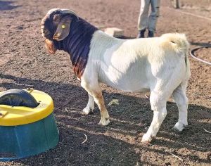 Boar and kalahari breed goats