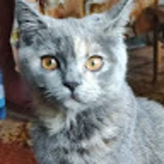 Артем Макєєв profile picture