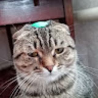 Іван Лукашевич profile picture