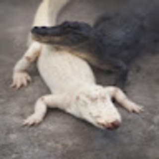 Gachi UA profile picture