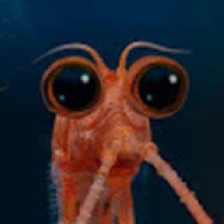 Dmytro Hrytsyk profile picture