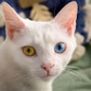Sergei profile picture