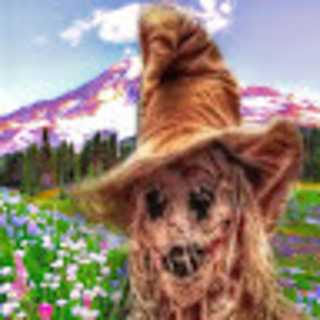 carrion rot profile picture