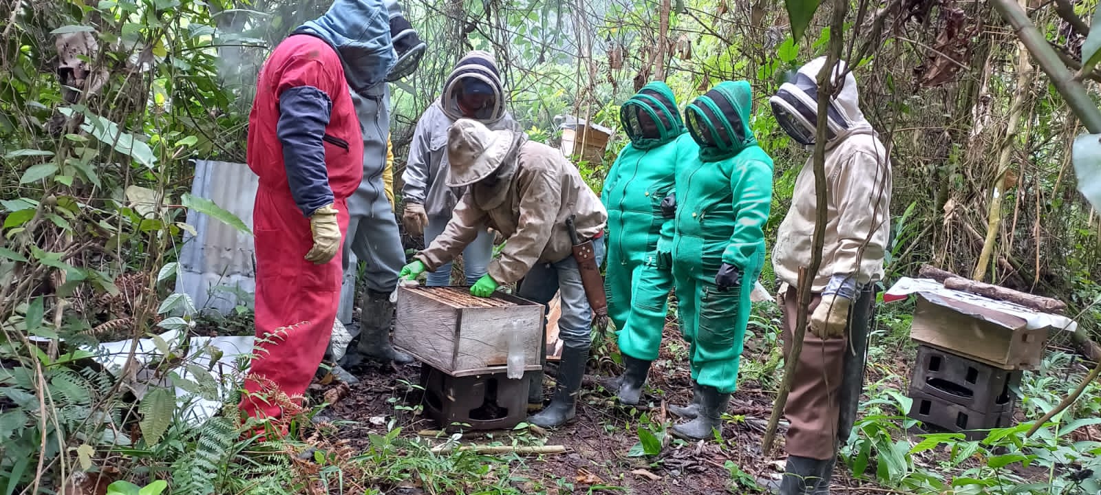 proceso de apicultura