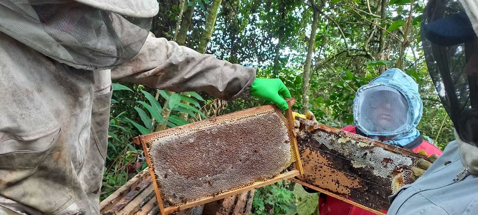 proceso de apicultura
