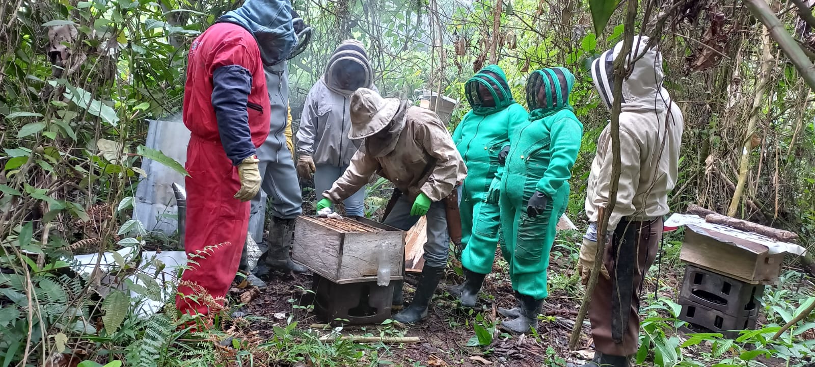 proceso de apicultura