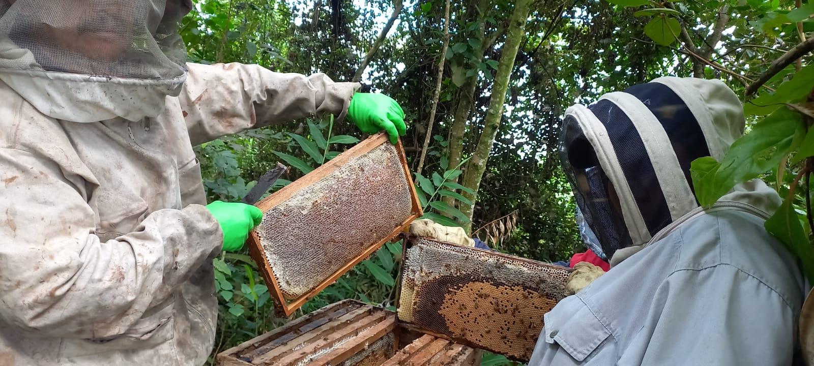 proceso de apicultura
