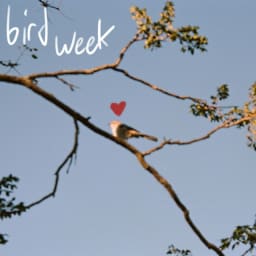 Bird Week - Bird Week cover