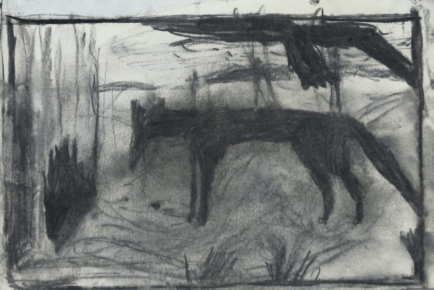 Untitled (Fox at Night)