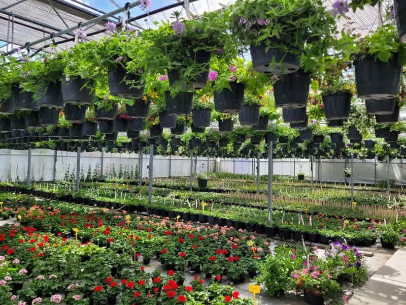 Perkgoed en hanging baskets