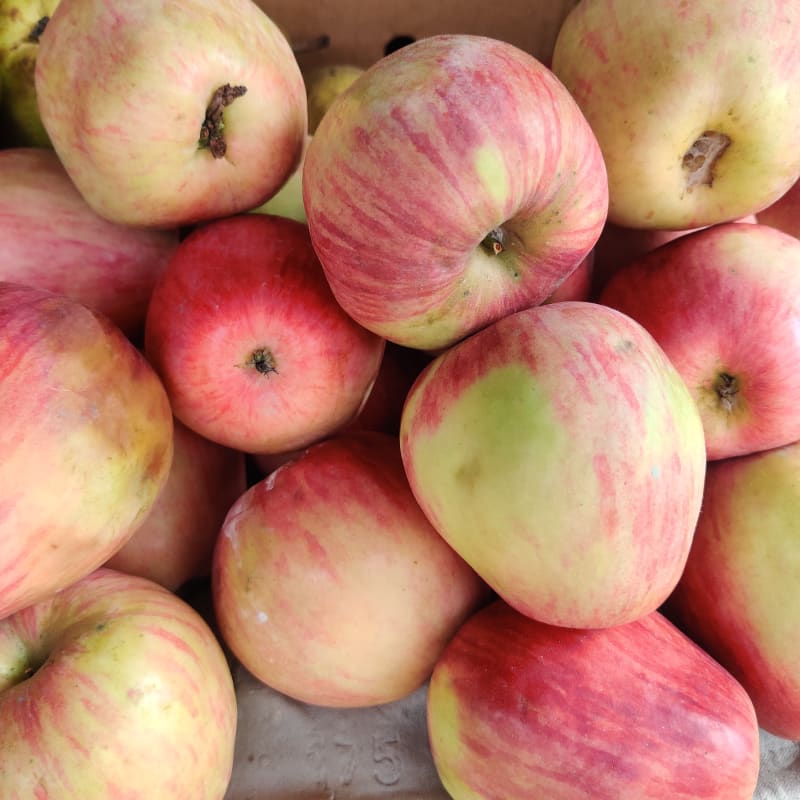 Apple medium 1kg