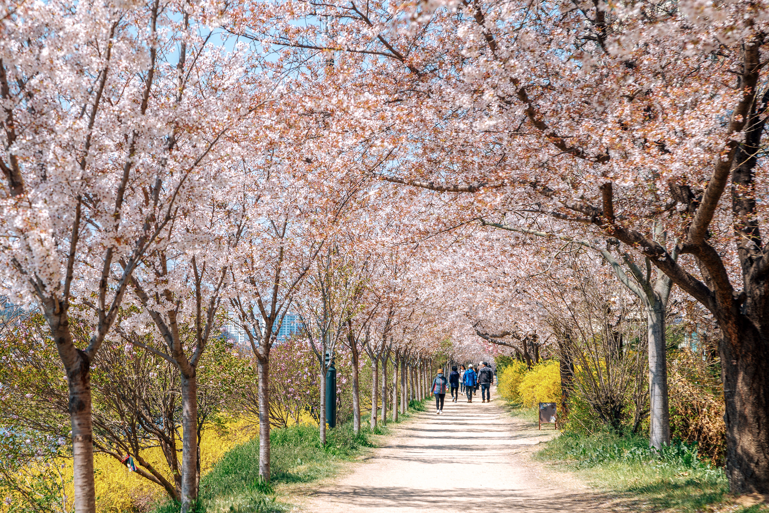4월, 호수에 드리워진 벚나무
