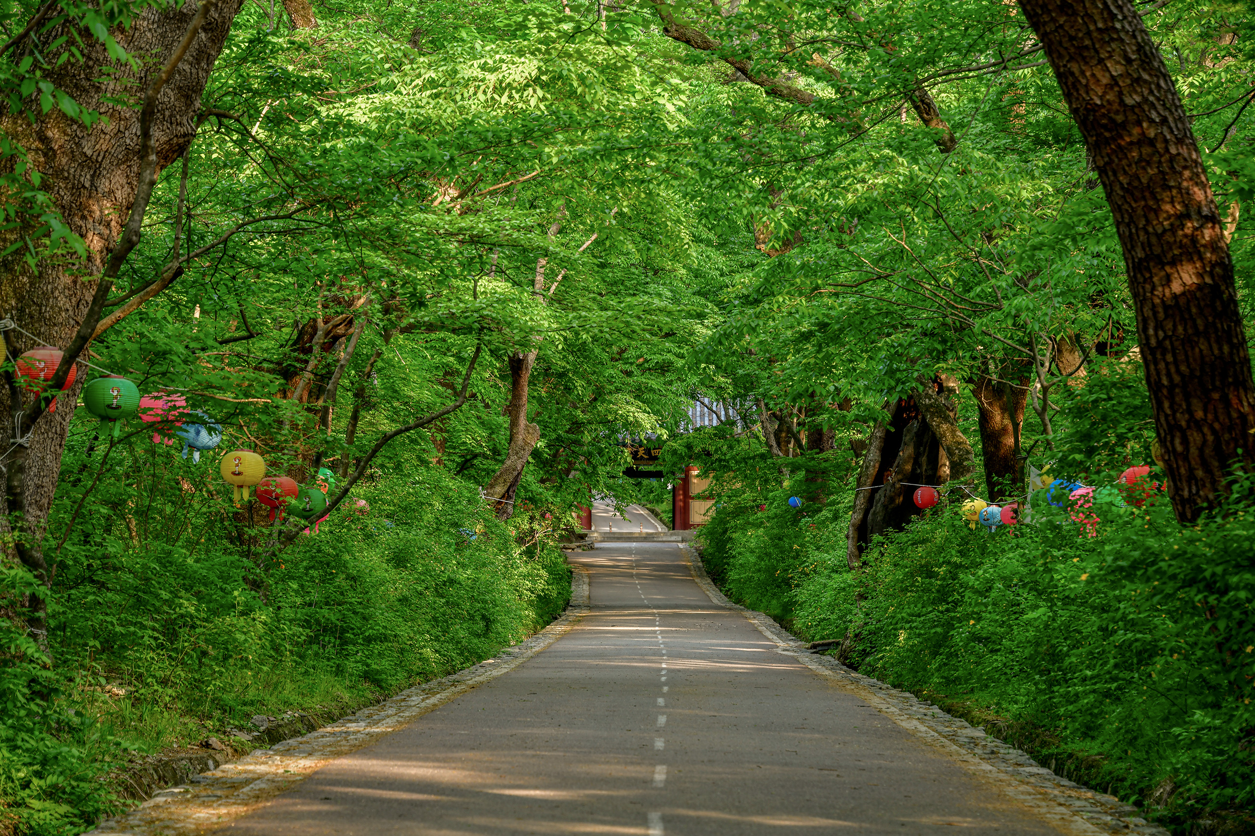 공주 갑사