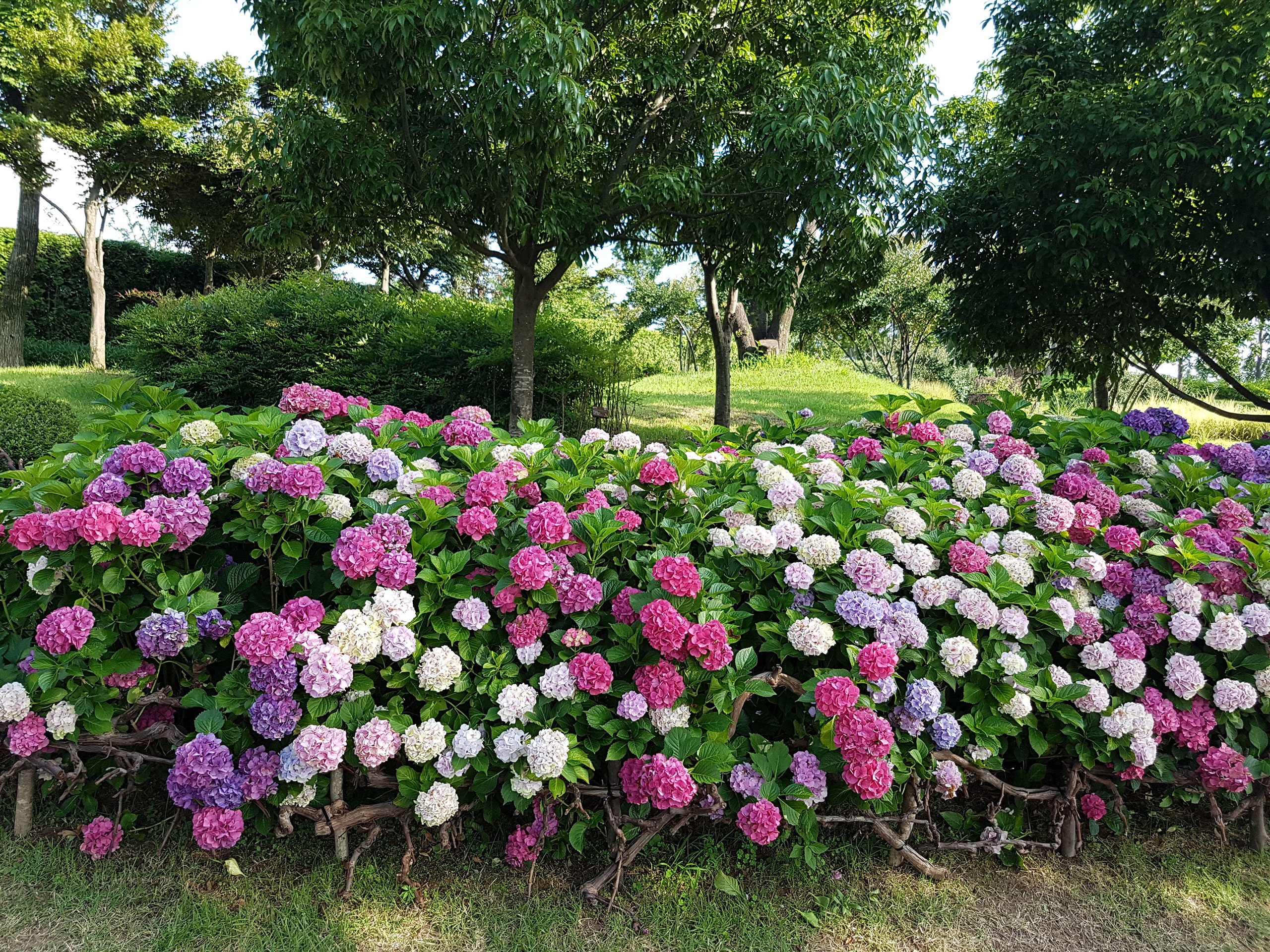 순천만 수국원