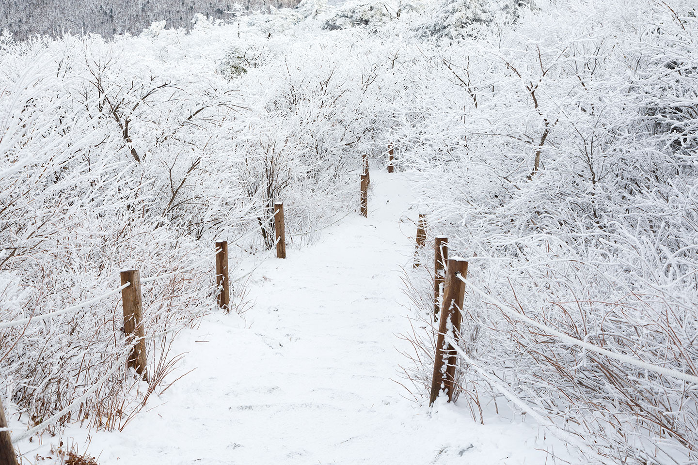 태백산