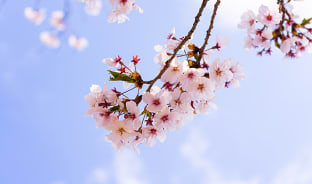 4월, 충주호에 벚꽃 피면