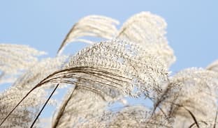 10월, 출렁이는 억새의 물결