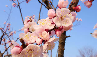 4월, 우리도 있다, 벚꽃 명소