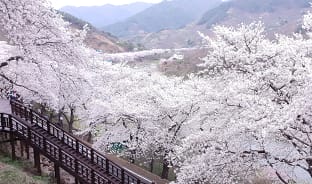 4월, 사랑을 파는 화개장터