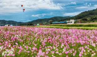 9월, 마음을 간질이는 꽃의 물결