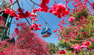 2월, 구족문화촌을 물들이는 붉은 벚꽃