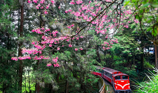 4월, 아리산의 시원한 힐링이 필요할 때